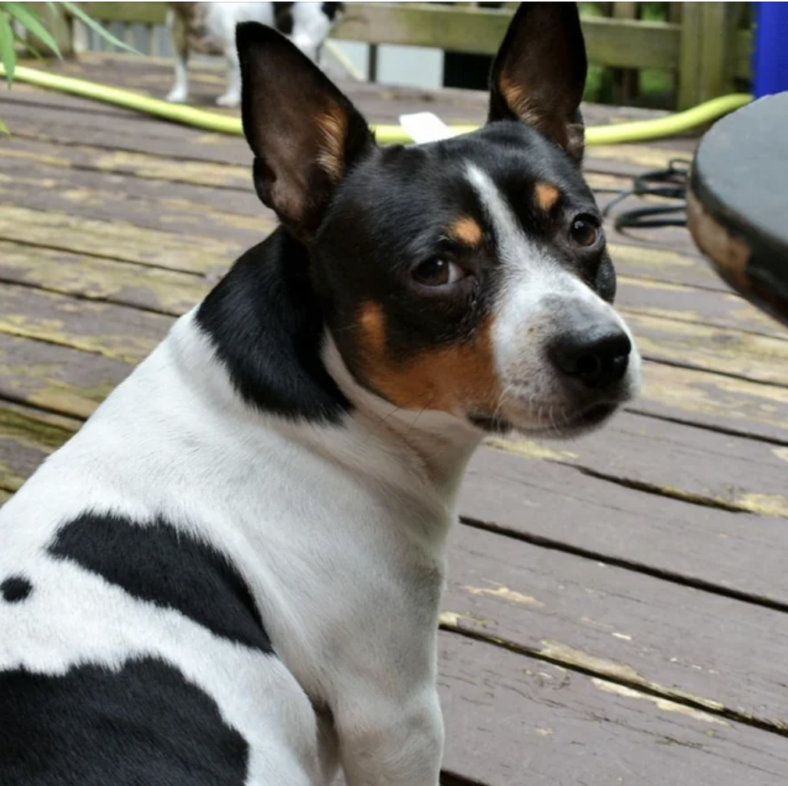 Teddy Roosevelt Terrier